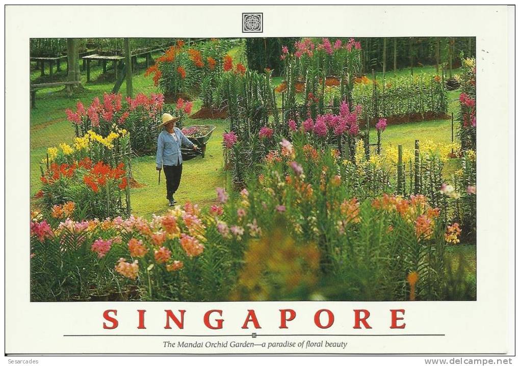 THE MANDAI ORCHID GARDEN (SINGAPOUR) - Otros & Sin Clasificación