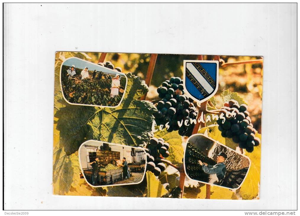 B51972 Champagne Vendanges Raisins Grapes  Used Good Shape - Champigny