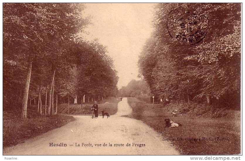 62  HESDIN    PAS DE CALAIS  -  FORET  -   CPA   SEPIA  9x14  TBE - Hesdin