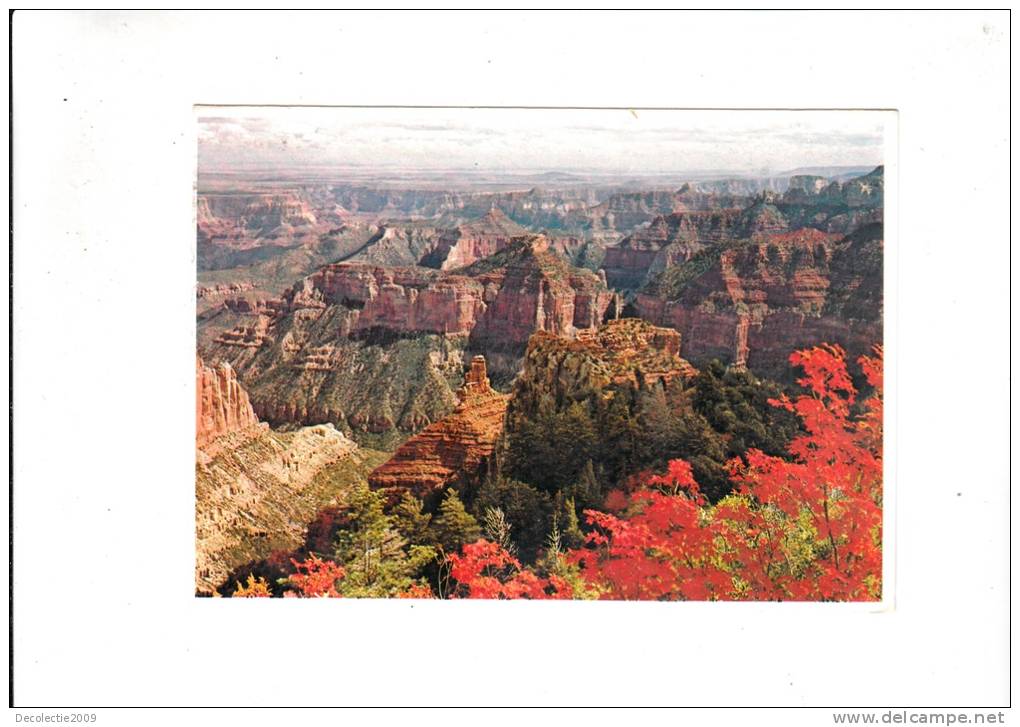 B52179 Autumn In Grand Canyon National Park Arizona Used Perfect Shape - Grand Canyon