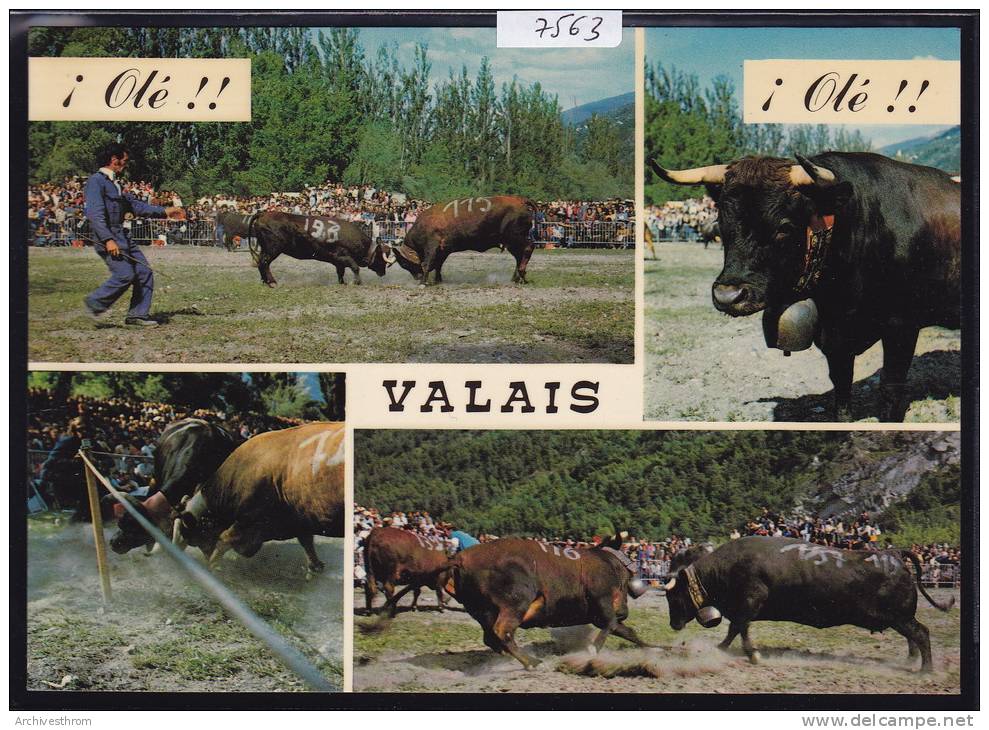 Vex (carte Postée à Vex En 1977) : Combats De Reines - Multivues - Vaches Et Public ; Grand Format : 10 / 15 (7563) - Vex
