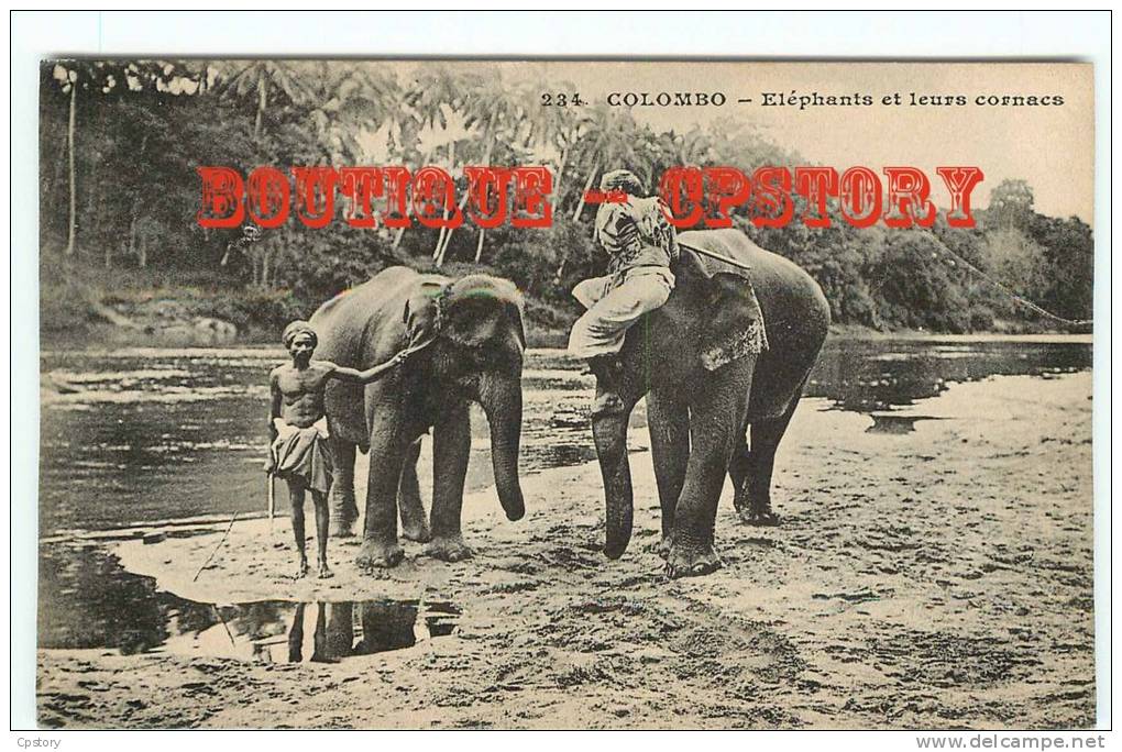 ELEPHANT - Eléphants Et Leurs Cornacs à Ceylon - Dos Scané - Éléphants