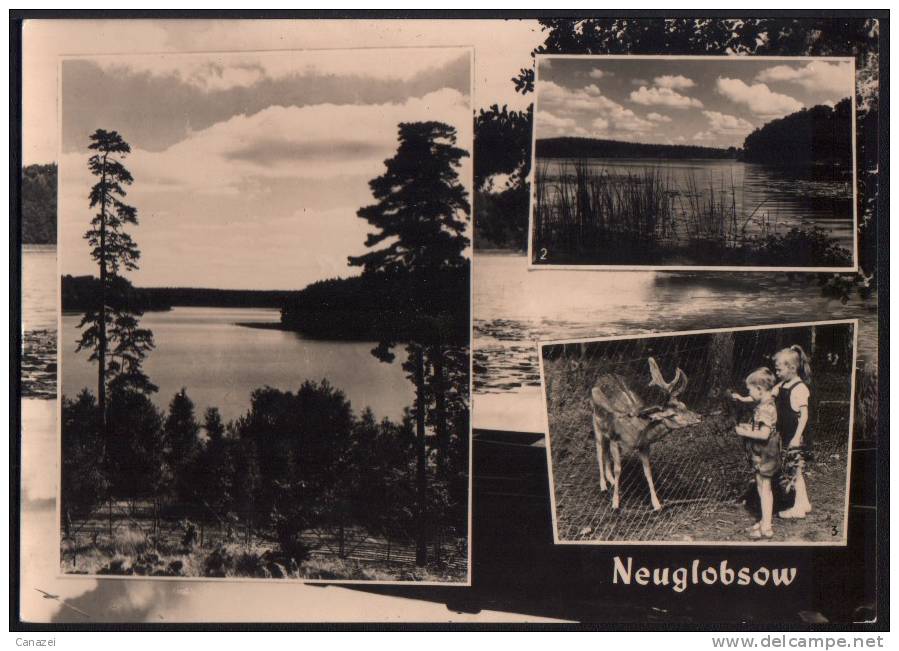 AK Neuglobsow, Nemitz-See, Dagow-See, Damhirsch Bambi Im Wildgehege, 1964 - Neuglobsow