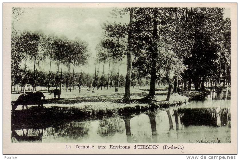 62  HESDIN    PAS DE CALAIS  - TERNOISE   -   CPSM   VERTE   9x14 TBE - Hesdin