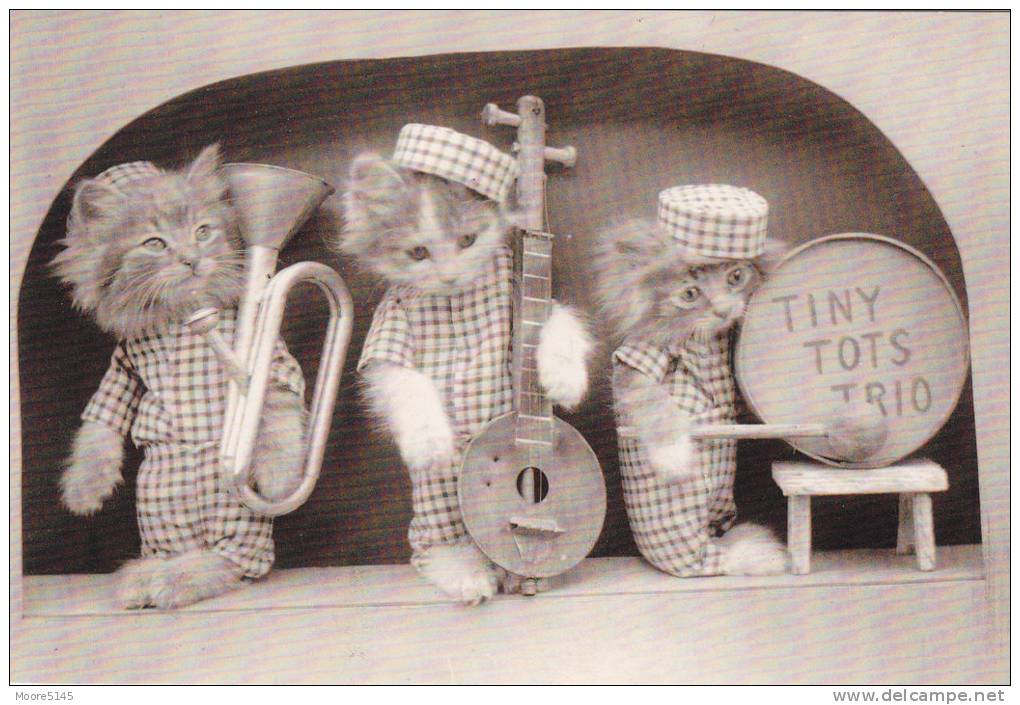 Unused Continental Photography Of Harry Whittier Frees Tiny Tots Trio Cat Band - Gatos