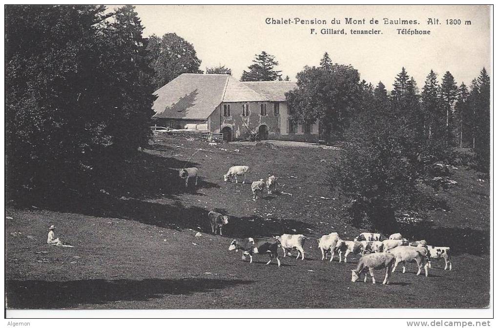 0575 -  Chalet Pension Du Mont De Baulmes Vaches - Baulmes