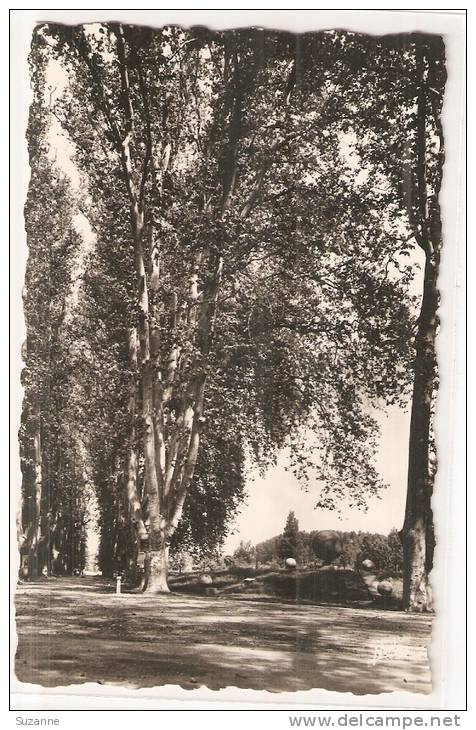 VENTE DIRECTE PRIX En BAISSE: VERDUN-sur-Garonne Allée Des Platanes Et Monument Bouliste (NARBO Editeur) BOULE PETANQUE - Verdun Sur Garonne