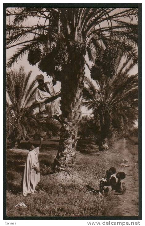 AK Algerien/Algeria/Algerie, Cueillette De Dattes - Enfants