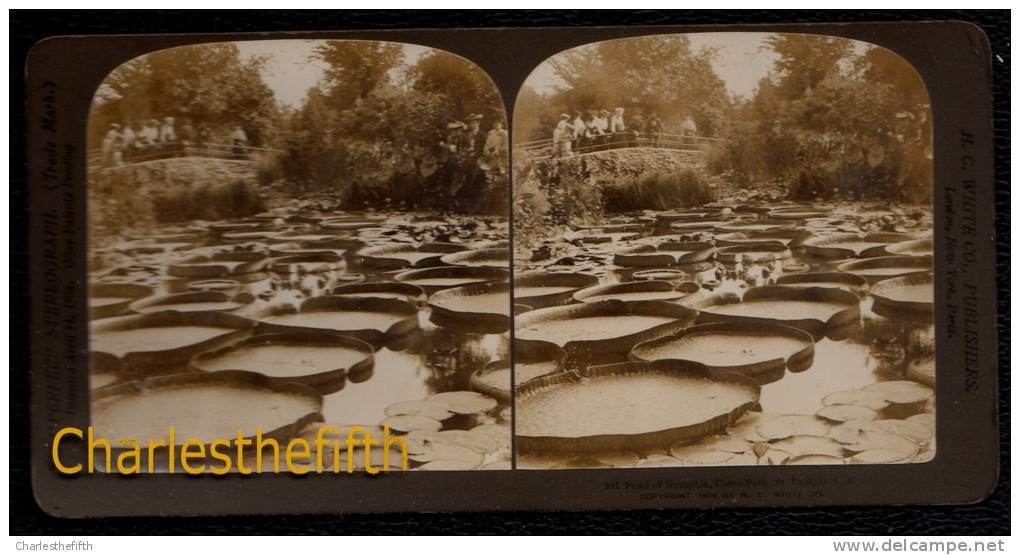 FIN 1800 VUE STEREOSCOPIQUE USA - POND OF NYMPHIA - COMO PARK - ST PAUL - PERFECT CONDITION! - Stereoscopic