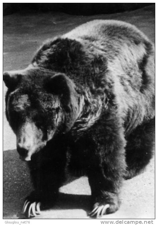 CPSM GRAND FORMAT DENTELE 1958...GRIZZLY...66 .....AVEC PUB MEDICALE AU VERSO - Ours