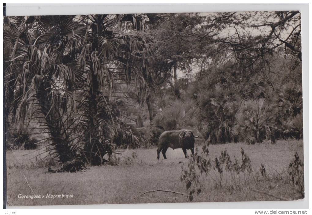 MOZAMBIQUE - Gorongosa - Buffle - Buffalo - Mosambik