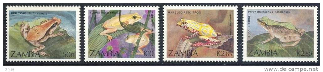 Zambia / Animals / Frogs - Grenouilles