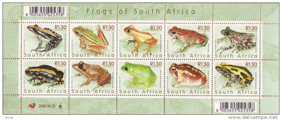 South Africa / Animals / Frogs - Rane