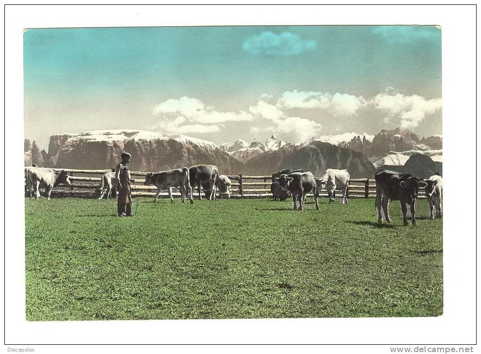 Z1920 Il Renon Verso Le Dolomiti - Mucche Vaches Cows Vacas Kuhe / Non Viaggiata - Cows