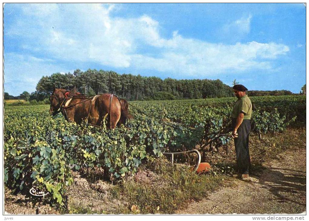 Medoc - L'entretien Des Vignes - Autres & Non Classés