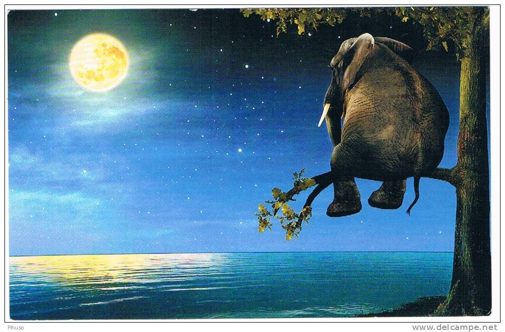 ELEPHANT In A Tree( Comic Card, Cote D´Or) - Elefantes