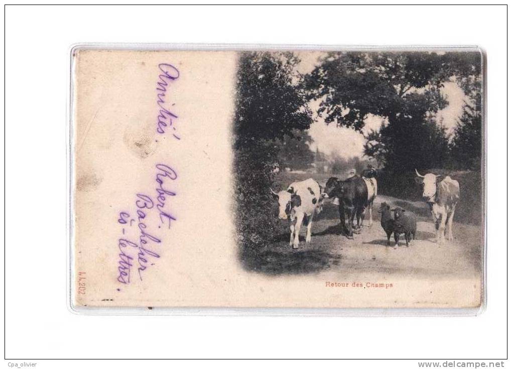 SUISSE Types, Retour Des Champs, Vaches, Moutons, Ed JJ 202, 1900 - Cham