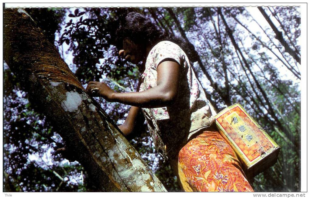 MALAISIE - Dans Une Plantation D'hévéa, Une Femme Extrait Du Caoutchouc - Malaysia