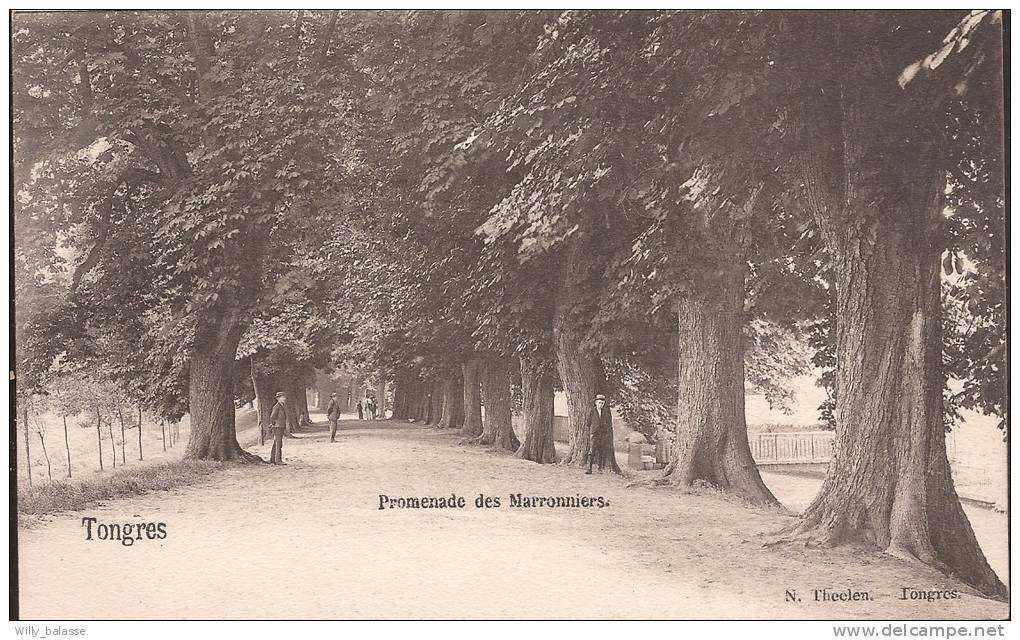 Belgique Carte Postale Tongres - Promenade Des Morronniers - Chievres