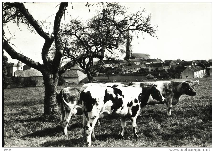 Senzeilles - Joli Paysage Bucolique ( Vaches ) -1989 - Cerfontaine