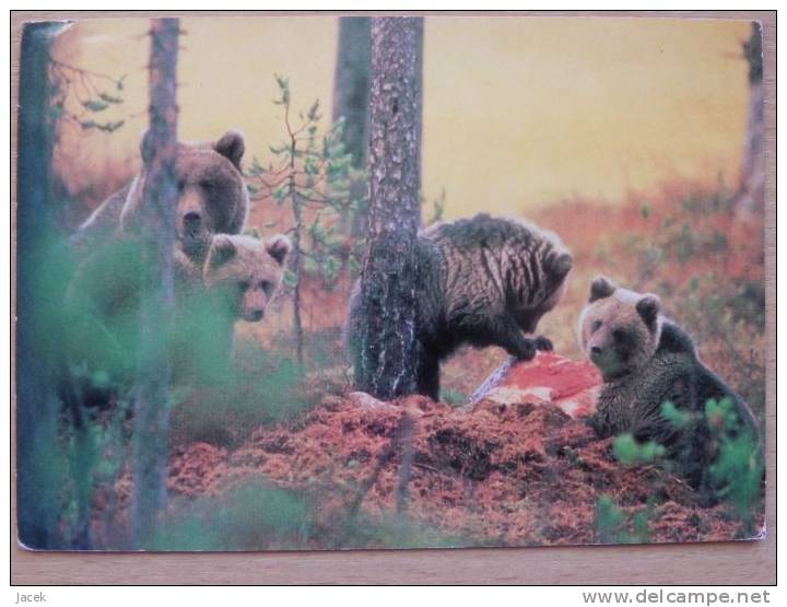 Bears Polish Card - Ours