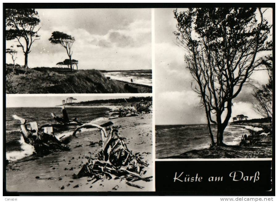 AK Küste Am Darß,  1985 - Fischland/Darss