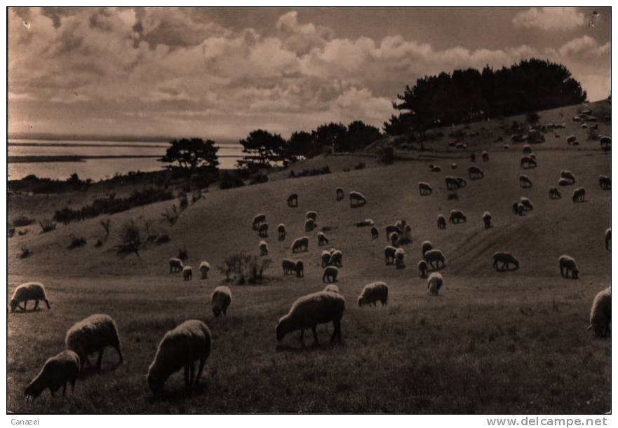 AK Hiddensee, Landschaft Bei Kloster, Echt Foto 1973 - Hiddensee