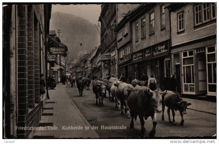 AK Friedrichroda, Kuhherde In Der Hauptstraße, 1957 - Friedrichroda