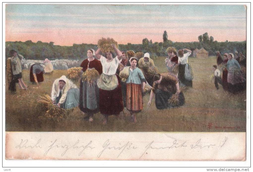 Germany - Harvesting In A Field - 1903 - Ohne Zuordnung