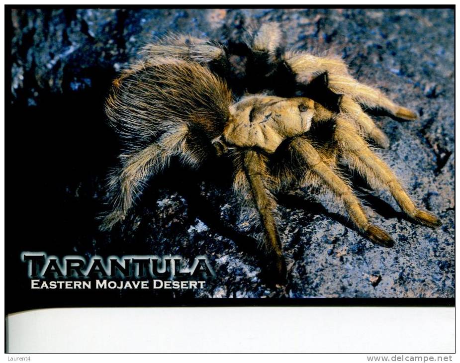 (666) Spider - Araignée - Tarantula - Insectes