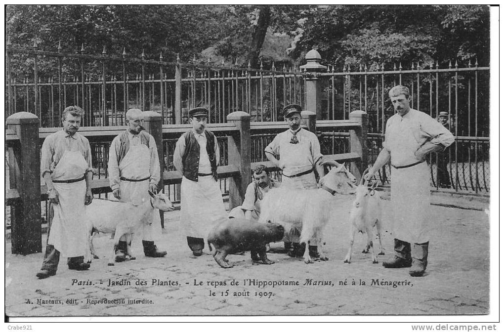 75 JARDIN DES PLANTES  LE REPAS DE L IPPOPOTAME MARIUS NE A LA MENAGERIE  LE 15 AOUT 1907 - Hippopotames