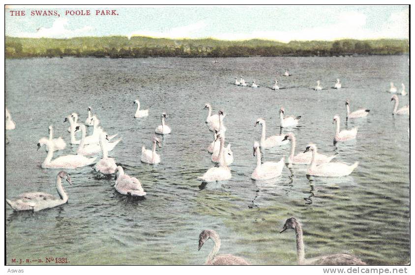THE SWANS, POOLE PARK LAKE, DORSET - Altri & Non Classificati
