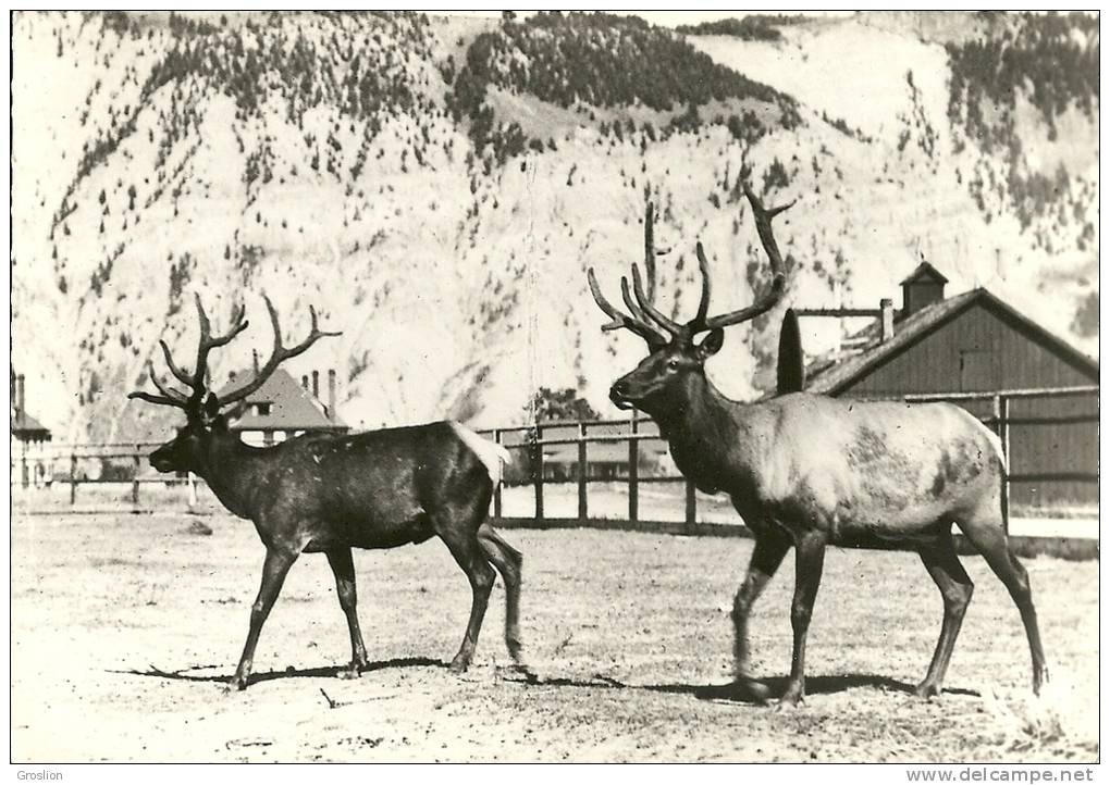 RENNES DU WYOMING   114 ( PUB GENOLINE  VITAMINE A ET D SOUFRE ) - Autres & Non Classés