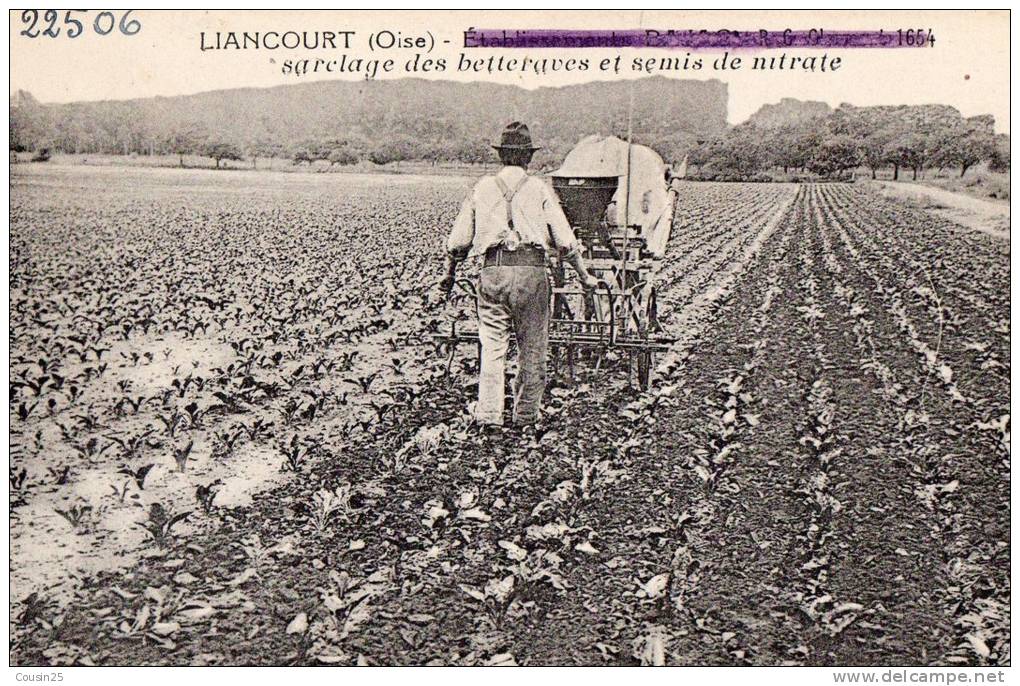 60 LIANCOURT - Sarclage Des Betteraves Et Semis De Nitrate - Liancourt