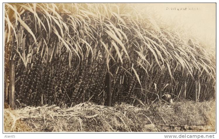 HI Hawaii, Sugar Cane Growing, C1920s/40s Vintage Real Photo Postcard - Andere & Zonder Classificatie