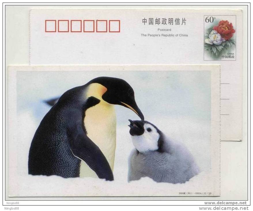 China 2000 Antarctic Penguin Baby Feeding Pre-stamped Card Unused Condition But A Few Flaws - Antarctic Wildlife