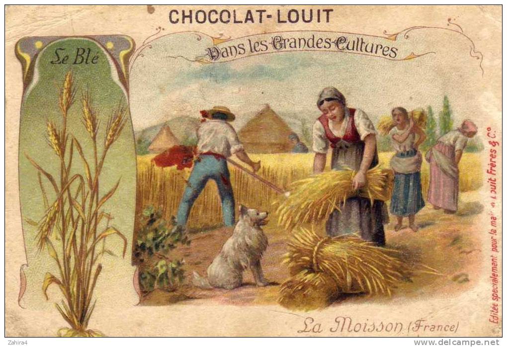 Plante - Métier - Culture - Agriculture - Dans Les Grandes Cultures - Le Blé - Sa Moisson (France) - Louit