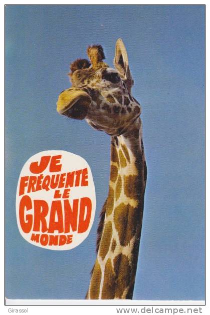 CPSM GIRAFE Humour Je Fréquente Le Grand Monde  Si Bandes Jaunes Dues Scan - Jirafas