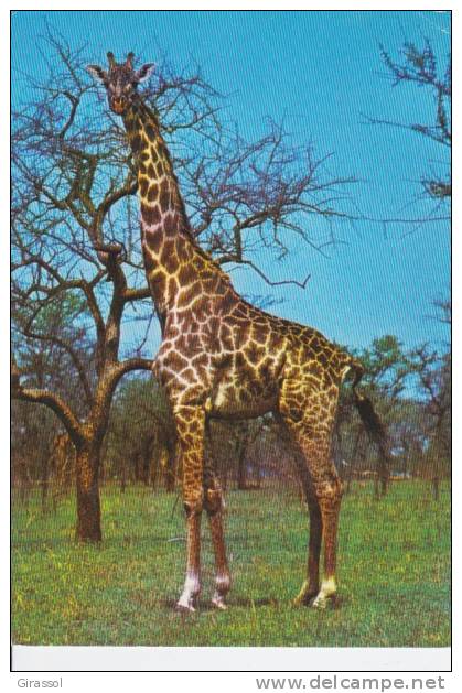 CPSM GIRAFE Camelo Pardalis Afrique   Si Bandes Jaunes Dues Scan - Giraffen