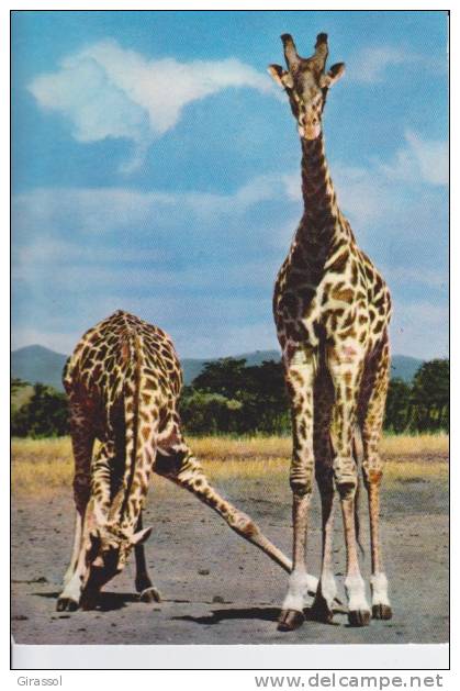 CPSM GIRAFE Sauvage Afrique Est  Si Bandes Jaunes Dues Scan - Giraffes