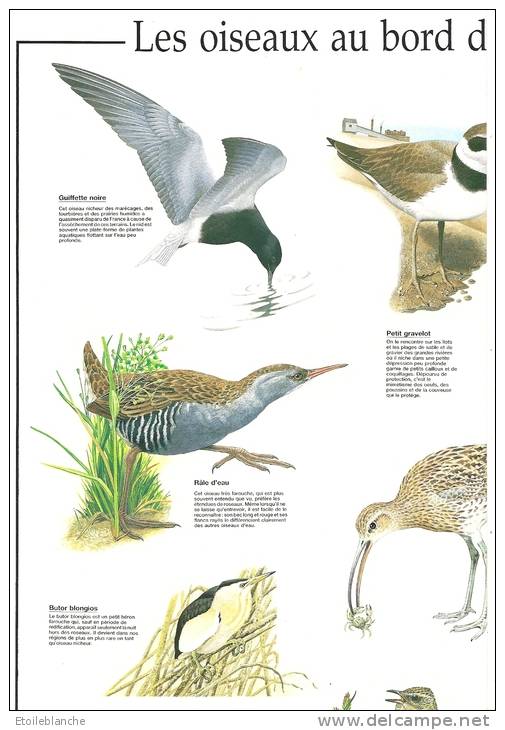 Calendrier 1989, Illustré Oiseaux Aquatiques / Gravelot Grèbe Courlis Butor Canard Sarcelle .... WWF - Formato Grande : 1981-90