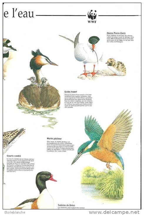 Calendrier 1989, Illustré Oiseaux Aquatiques / Gravelot Grèbe Courlis Butor Canard Sarcelle .... WWF - Big : 1981-90