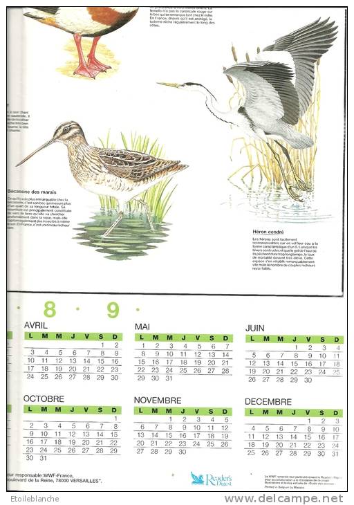 Calendrier 1989, Illustré Oiseaux Aquatiques / Gravelot Grèbe Courlis Butor Canard Sarcelle .... WWF - Grossformat : 1981-90