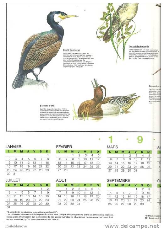 Calendrier 1989, Illustré Oiseaux Aquatiques / Gravelot Grèbe Courlis Butor Canard Sarcelle .... WWF - Grand Format : 1981-90