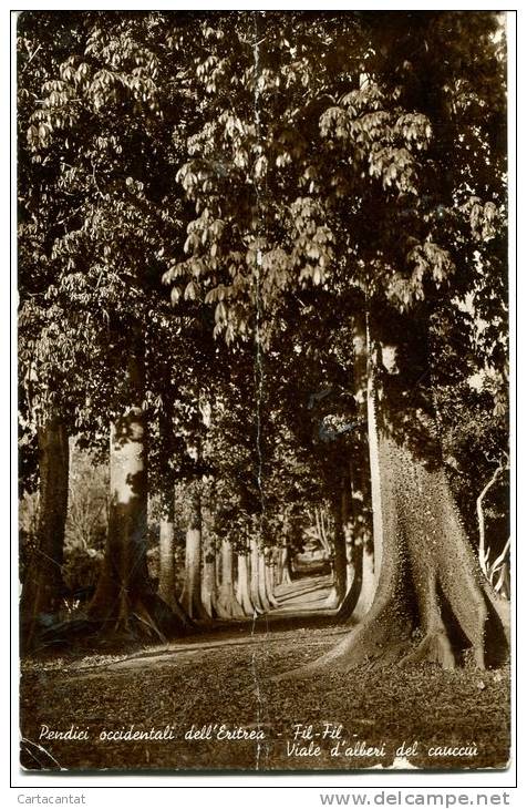 PENDICI OCCIDENTALI DELL'ERITREA. FIL - FIL. VIALE D'ALBERI DEL CAUCCIU'. BELLA CARTOLINA DEL 1938 - Eritrea