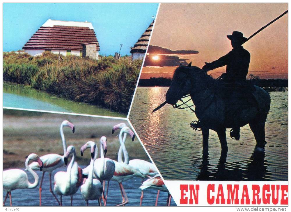 EN CAMARGUE -  Souvenirs - Multivues - Other