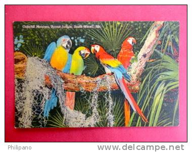 Colorful Macaws Parrot Jungle South Miami Fl   Linen---------- Ref   413 - Miami
