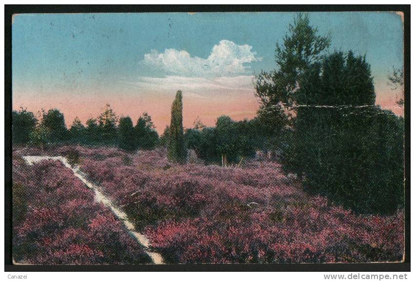 AK Lüneburger Heide, Partie Im Naturschutzpark, Gel Frankiert 1913 - Lüneburger Heide