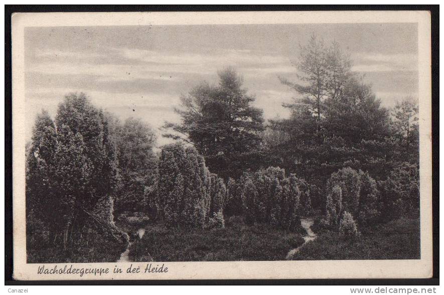 AK Wacholdergruppe In Der Lüneburger Heide, Fallingbostel, Gel Frank 1940 - Lüneburger Heide