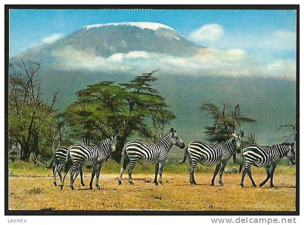 ZEBRA African Wildlife Kenya 1981 - Zebras